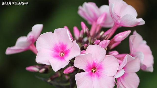 2月11 15日愛情運勢 桃花四散 緣分襲來的四大星座 連結筆記