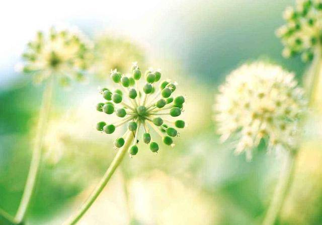 2月下旬 3月上旬 喜鵲瘋狂叫 桃花爆烈財運滾滾 愛情財勢雙豐收3星座 連結筆記